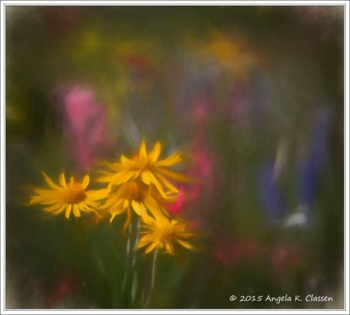 #10 - Mesa Wildflowers